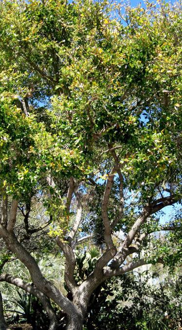 Photo of the Coast Live Oak Tree